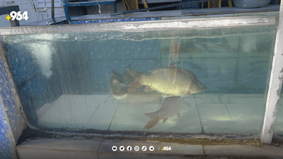 لە پارێزگاکانی عێراق ماسی کوردستان رەواجی زۆرە