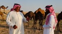 البعير العراقي قادر على مواجهة الجفاف.. البدو مستعدون لتجربة السعودية