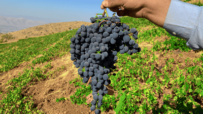 Pshdar farmers report 70% drop in grape harvest