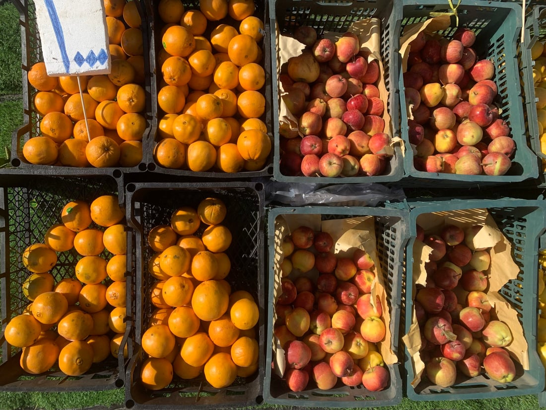 أرخص من الإيراني والطعم لا يقارن.. حديثة قطفت أولى سلال البرتقال (صور)