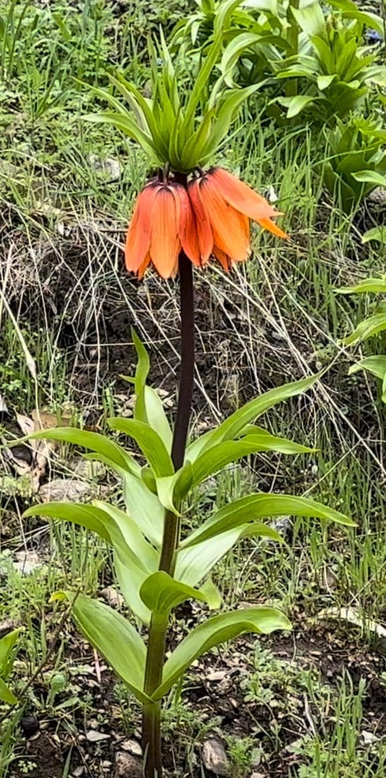 له‌ باڵه‌كایه‌تى په‌ره‌ به‌ پڕۆژه‌ى پاراستنى (گوڵه‌ شلێر) ده‌درێت