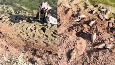 Fish farm in Chamchamal loses 14,000 fish following ‘brief power outage’