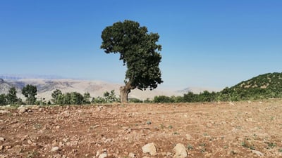 زیاتر له‌ شه‌ش ملیۆن دۆنم دارستانى سروشتى له‌ هه‌رێمی كوردستان هه‌یه‌