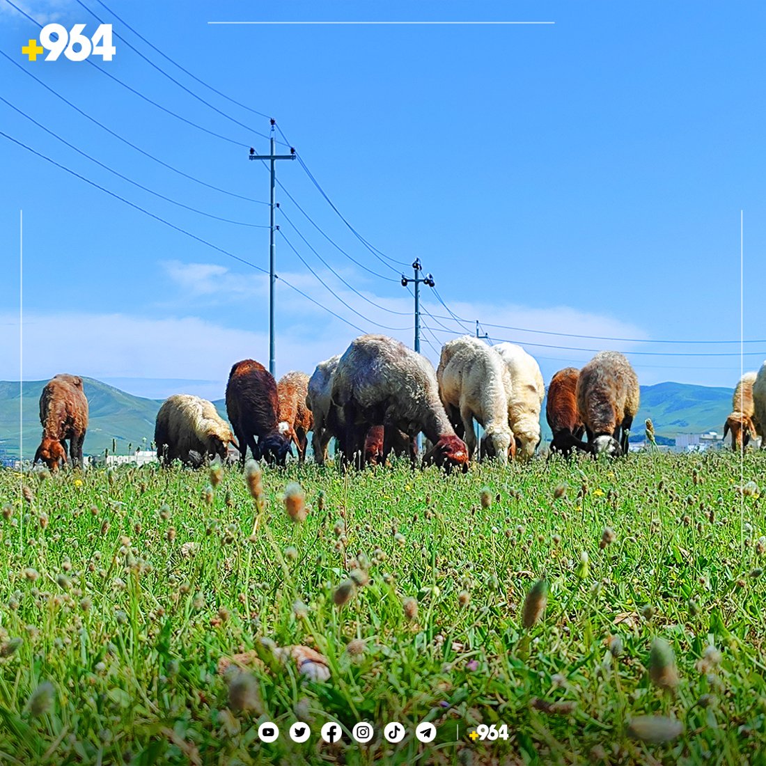 ئەمساڵ دەشتی شارەزوور سفرەیەکی رازاوەی بۆ خوانی ئاژەڵەکان راخستووە