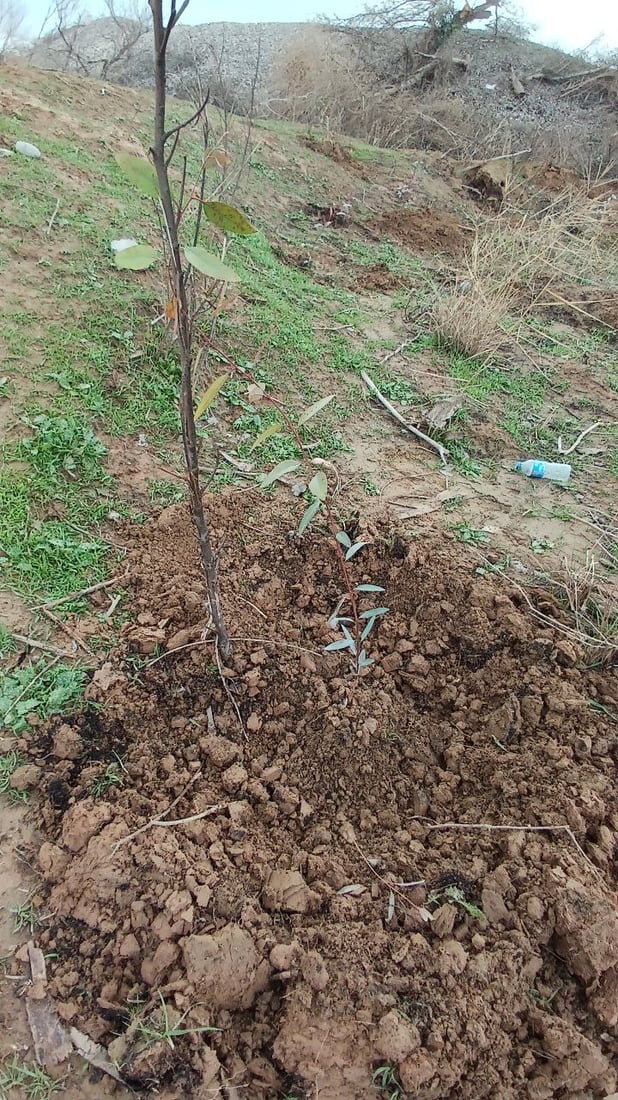 غابات قرة بك تعود مجدداً.. حرق شواطئ الزاب يواجه بحملة تشجير (صور)