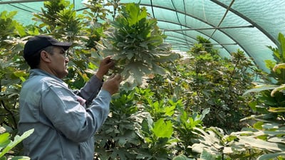 سفوان تنجح مع التين الأسود قرب حدود الكويت: ازرعوا فاكهة بدل أشجار الزينة (فيديو)