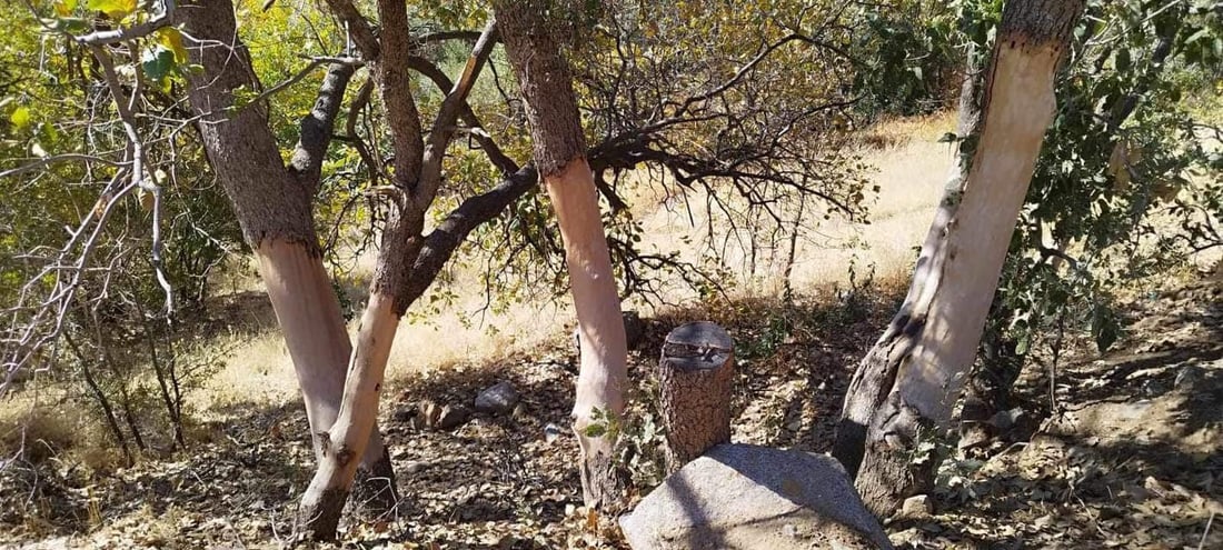 له‌ گوندێكی هێرۆ كوره‌یه‌كی خه‌ڵوز تێكدرا