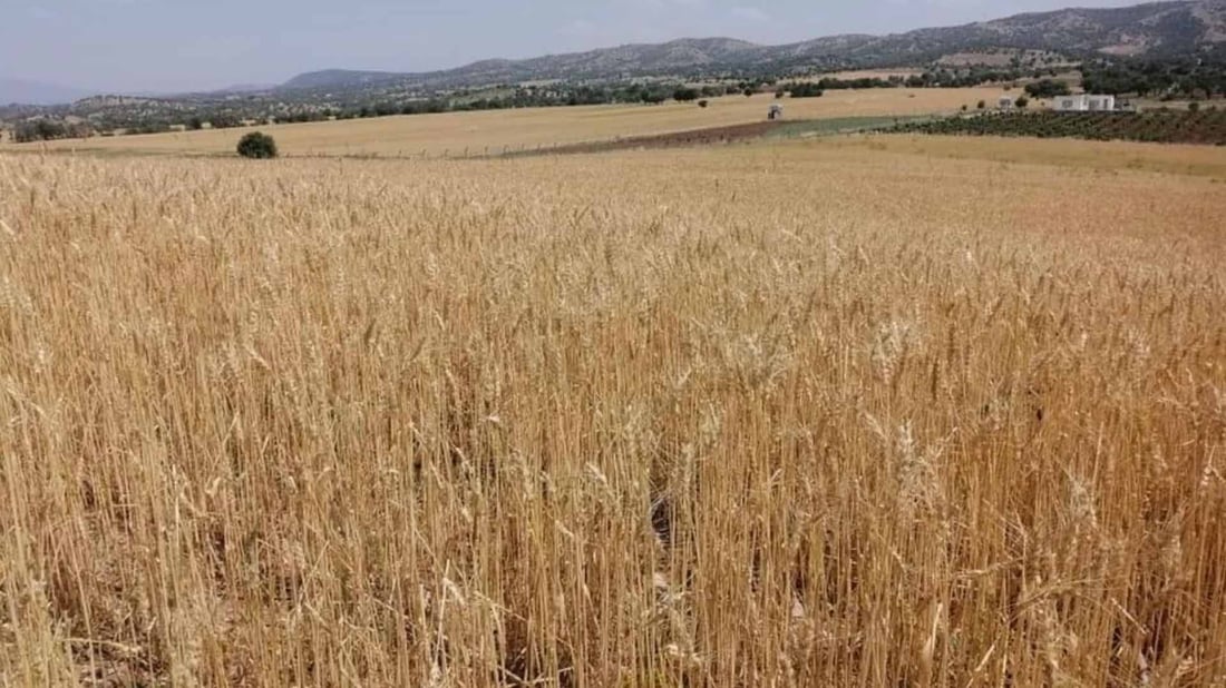 مانگێش و گوندەکانی سوودیان لە باران و تەرزە نەبینی