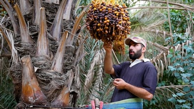 راوة تختم أعراس النخيل العراقي.. قطفنا أم البلاليز أما البربن فهي “بنت البيت”