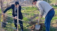دارێکی شکاند و بە 25 نەمام قەرەبووى کردەوە
