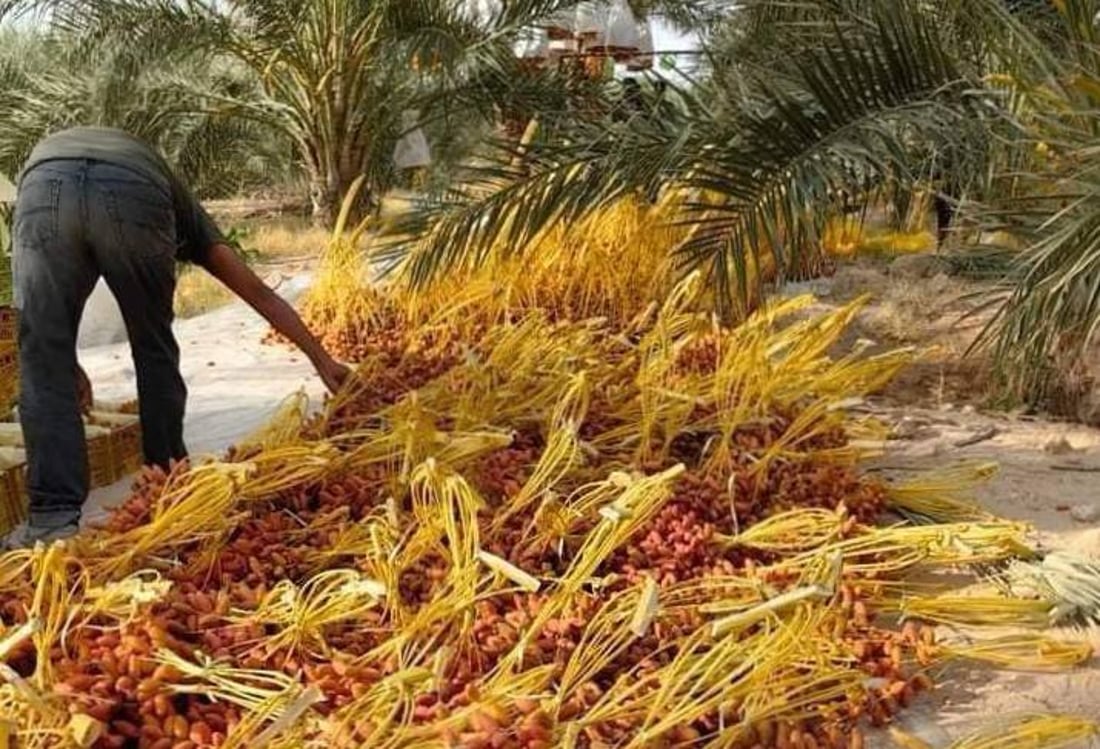 مزارعو الطارمية يسارعون لقص التمور قبل اشتداد المطر.. والتجار بانتظار الشتاء (صور)