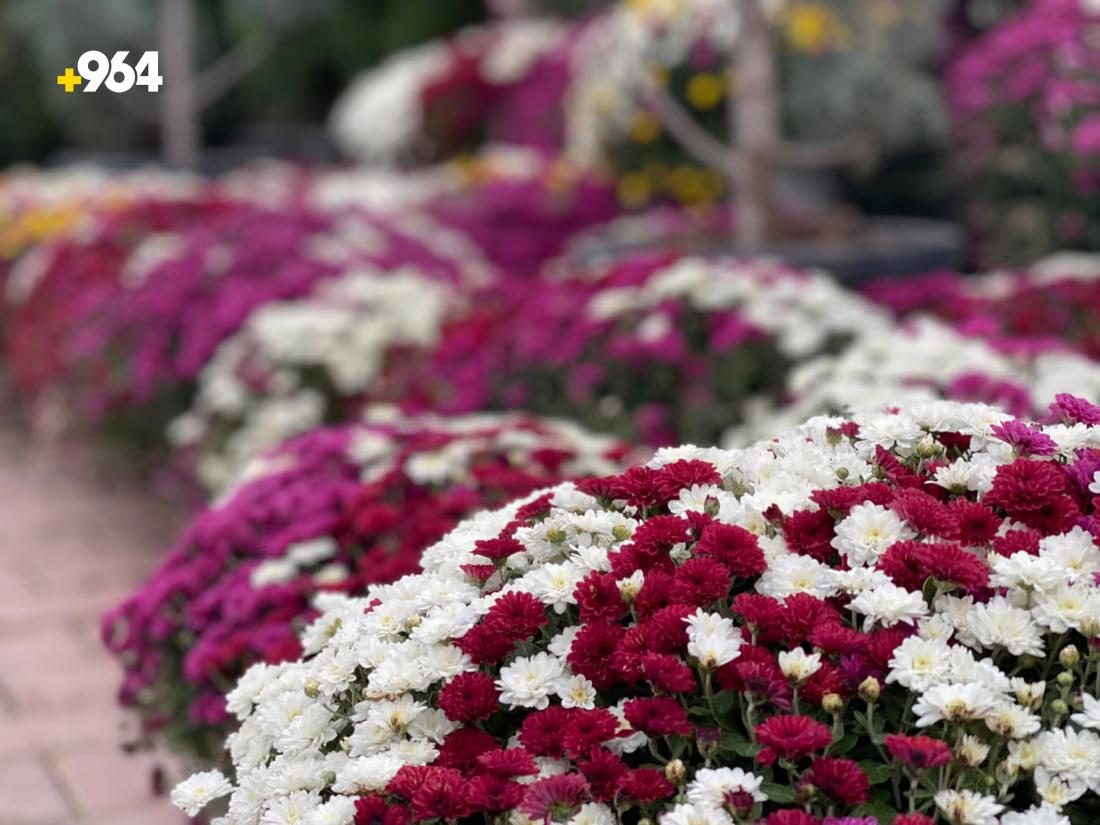 964mediaصورة من منصة (شبكة): 