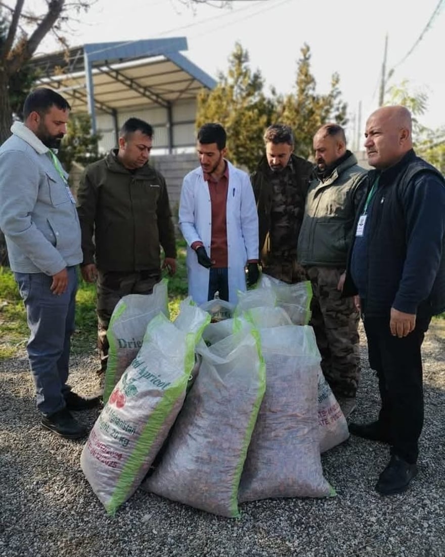 لە هەڵەبجە 200 کیلۆ قەیسی خراپبوو دەستی بەسەرداگیرا و لەناوبرا