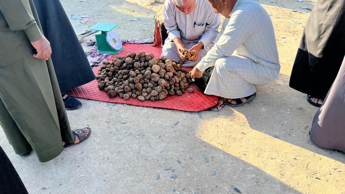 صور: الكمأ السوري في الأنبار.. طعمه لذيذ وأرخص من العراقي بـ 5 آلاف