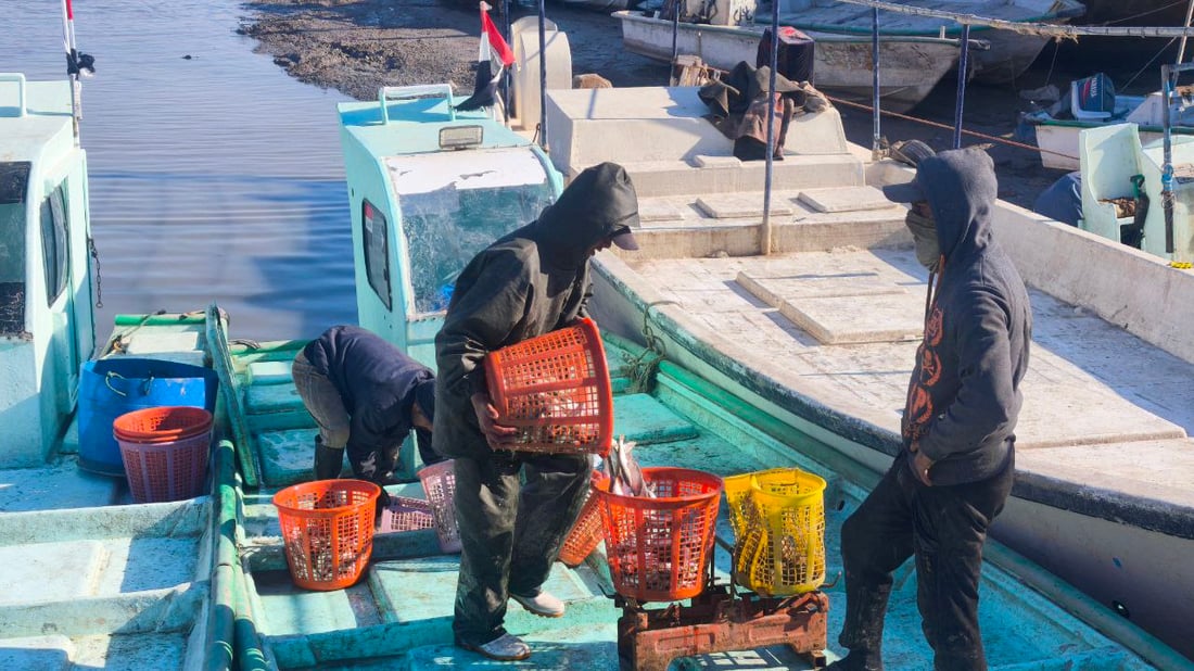 صور من مرسى الفاو: البحارة عادوا بأطنان من البياح والنويبي والروبيان