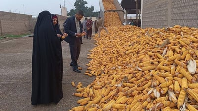 فلاحان فقط زرعا الذرة في واسط لكنها ستذهب “للأسف” كأعلاف لغياب المعامل