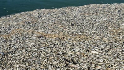 Low water levels and rising temperatures cause fish deaths in Hawizeh Marsh