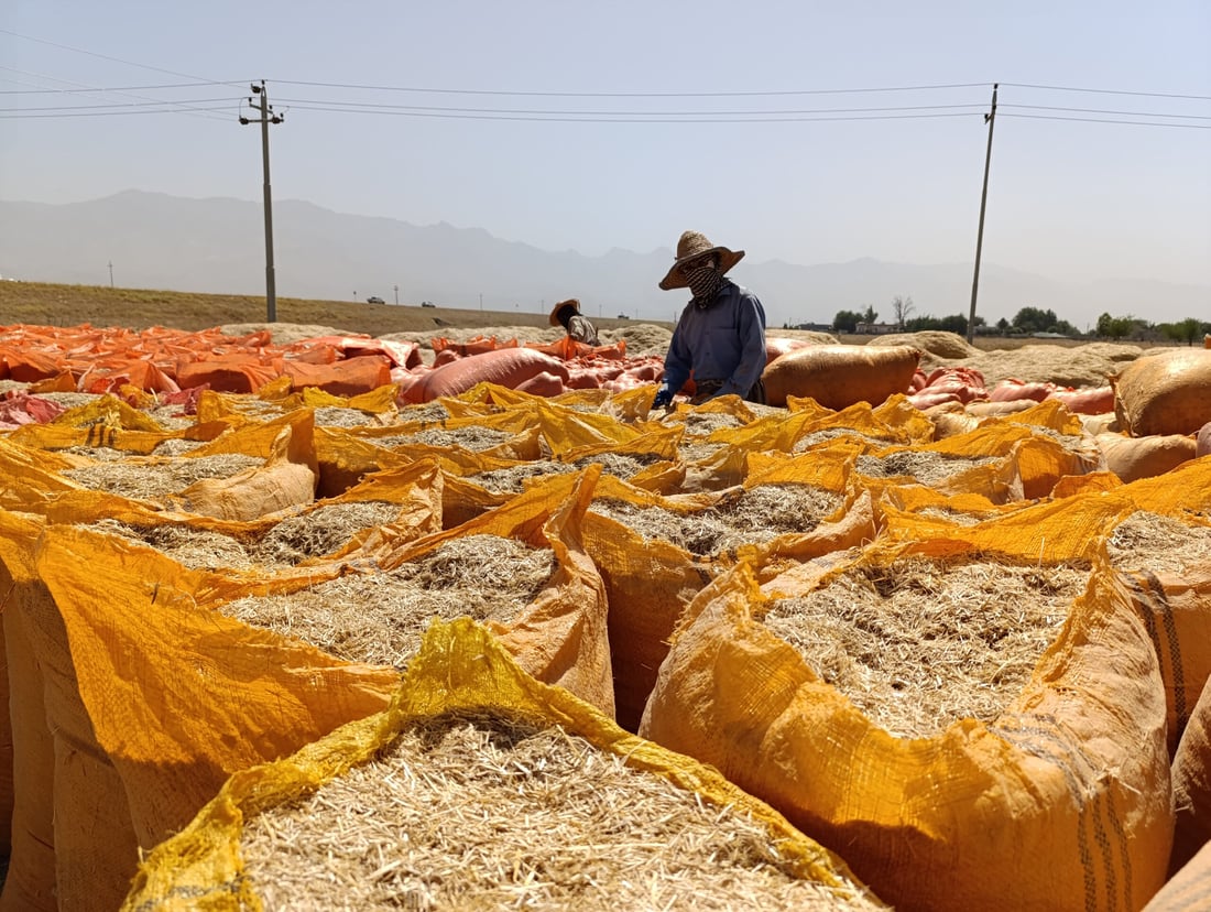 سووتاندنى جاره‌ گه‌نمه‌كان نرخى “كا”ـی به‌رزكرده‌وه‌