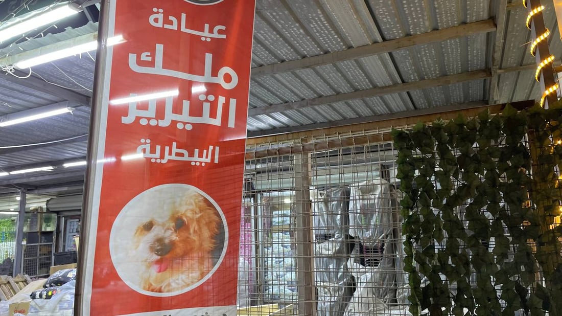 “تيرير” الفرنسي قد يكون أفضل كلب تبدأ معه رحلتك.. بيطري بغدادي