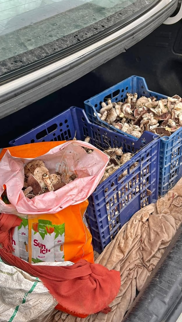 أمطار الخريف تطلق موسم الفطر البري في جبال سوران.. الكيلو بـ4 آلاف دينار