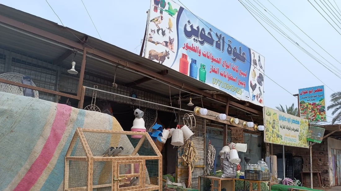 أعلاف البصرة من الكوت وزاخو و”المطيرجية” يحركون السوق.. أسعار أبو الخصيب اليوم