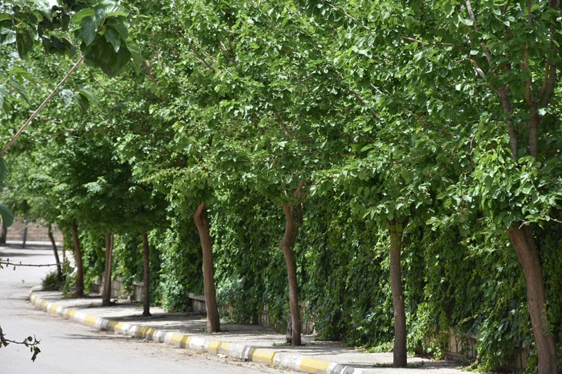 “شكراً كبيرة”.. حلبجة تكرّم العم لطيف: زيّن الطرقات بمئات الأشجار دون مقابل