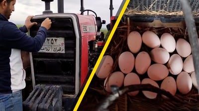 فيديو: دجاجة مغامرة في دهوك تفكر خارج الصندوق وتضع 23 بيضة داخل تركتر!