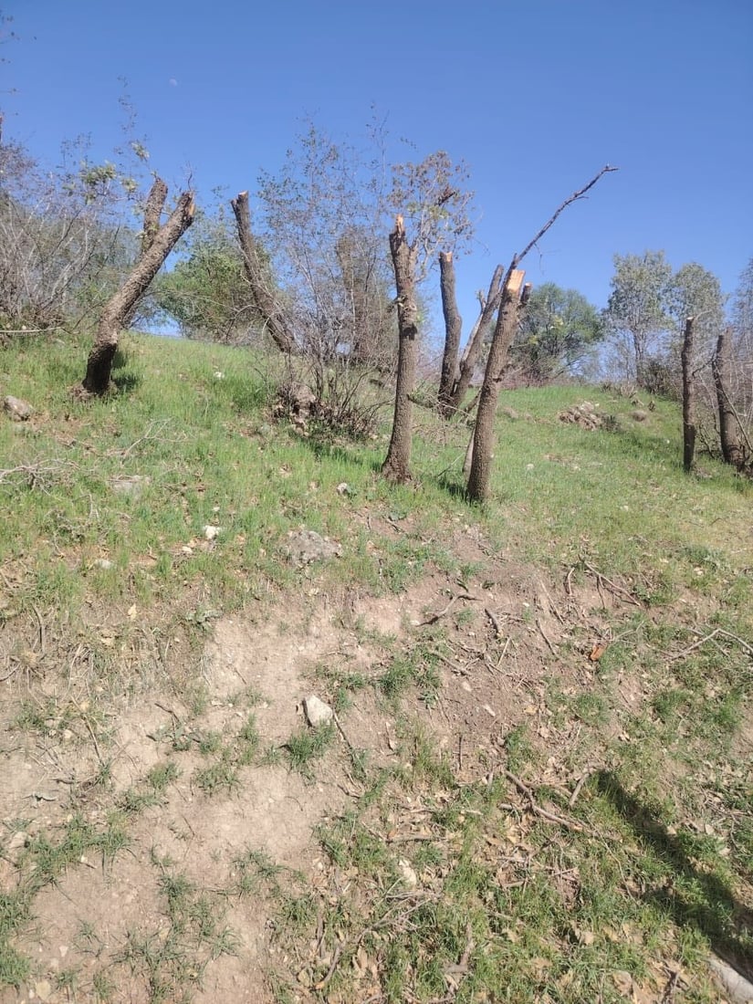 له‌ گوندێكی هیران كه‌سێك ده‌یان دارى سه‌ربڕ كردووه‌ و ده‌ستگیركرا