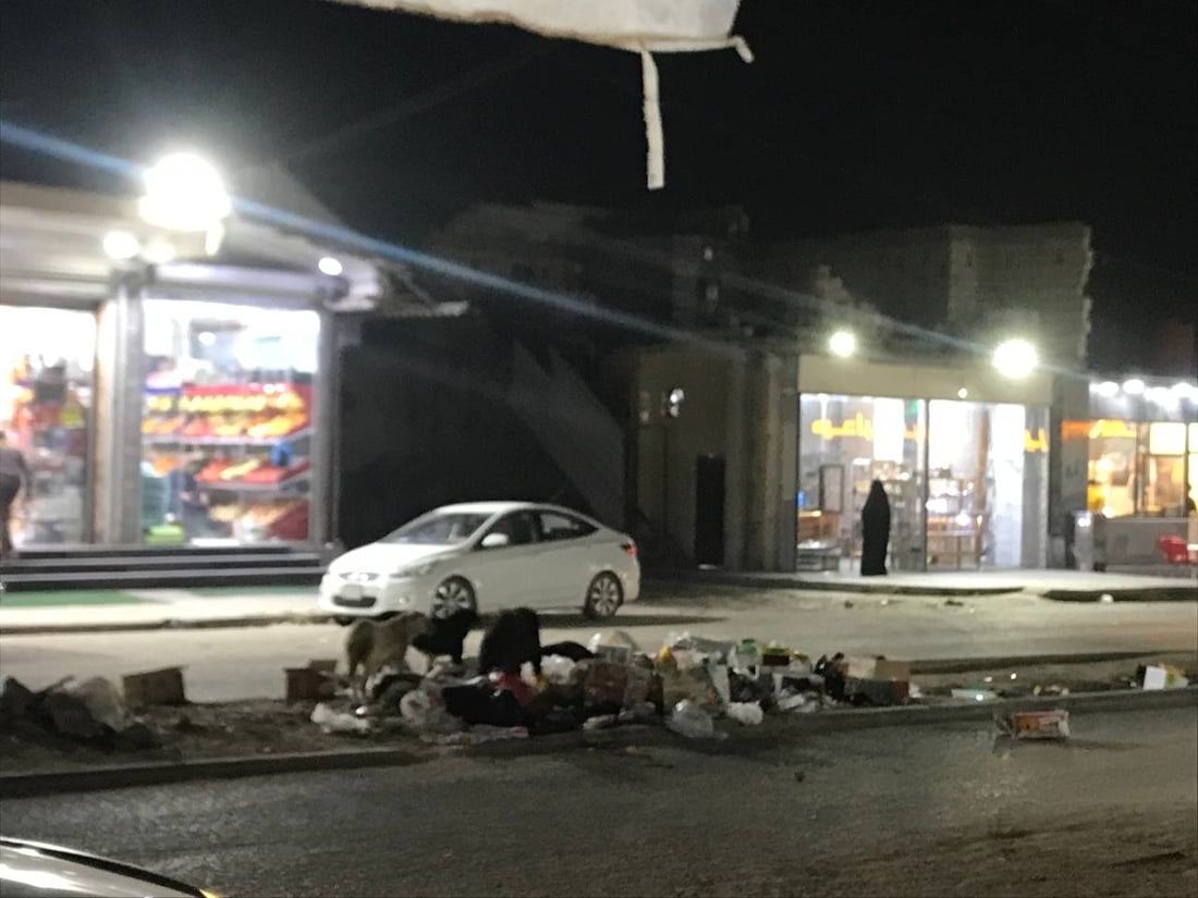 الكلاب المسكينة في خور الزبير ستموت بالسم.. وصلت الحبوب وبدأ دسها في اللحوم (صور)