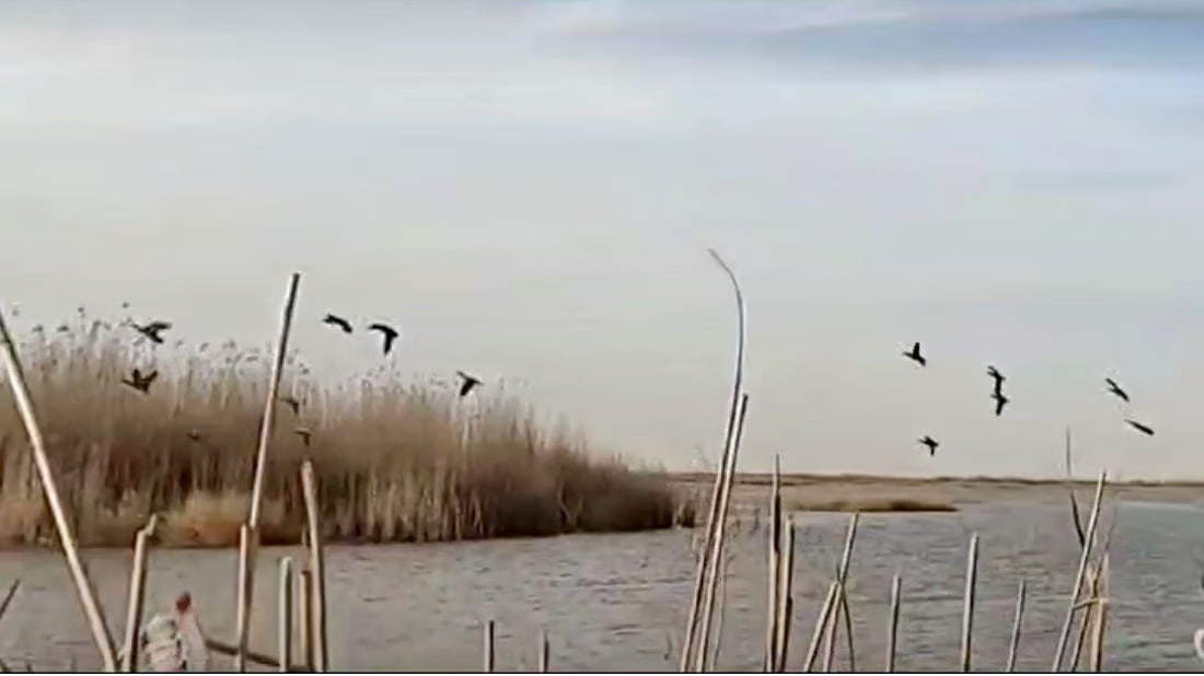 Bird hunting persists in Basra despite declining populations and ban