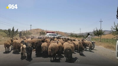 مه‌ڕوماڵاتى ره‌وه‌نده‌كان خه‌ڵكی پێنجوێنیان بێزار كردووه‌