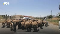 مه‌ڕوماڵاتى ره‌وه‌نده‌كان خه‌ڵكی پێنجوێنیان بێزار ...