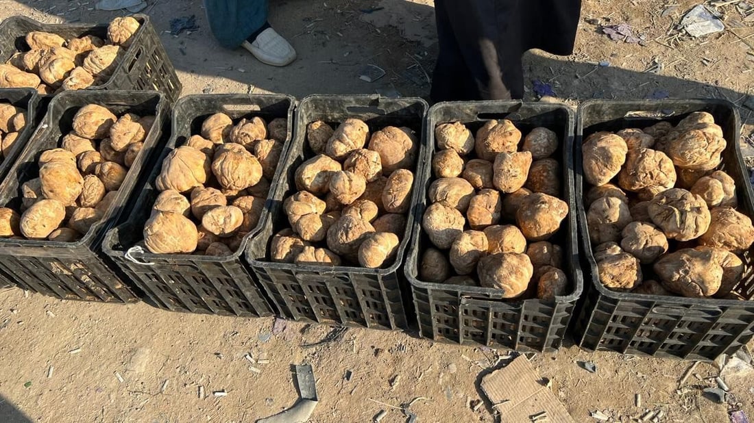 صور: الكمأ السوري في الأنبار.. طعمه لذيذ وأرخص من العراقي بـ 5 آلاف