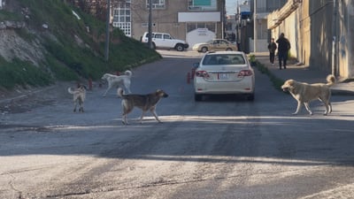 ژمارەیەکى زۆرى سەگى بەرەڵا لە ناوبازاڕى سەرچنار بڵاوبوونەتەوە