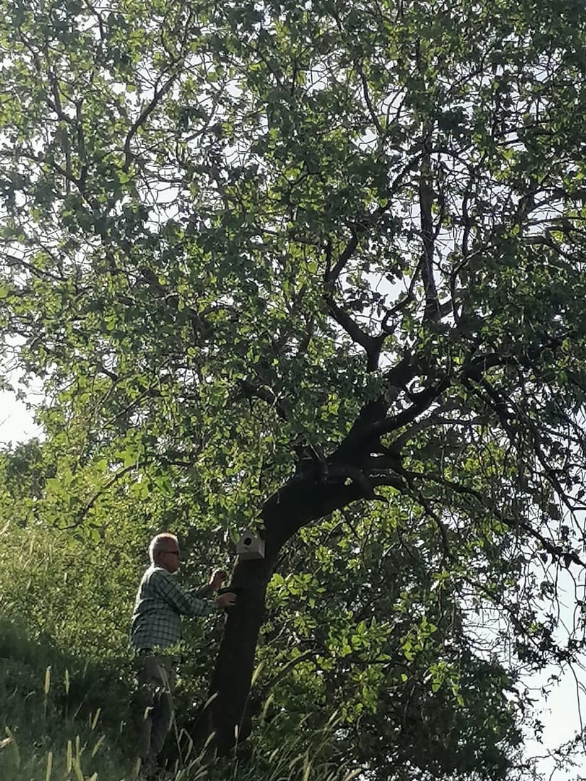 له‌ شه‌قڵاوه‌ هێلانه‌ى ده‌ستكرد بۆ باڵنده‌كان كێوییه‌كان دروست ده‌كرێت