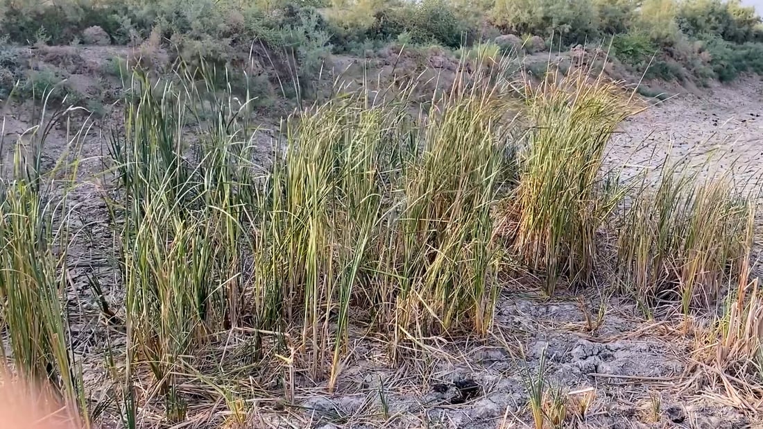 خابت الآمال بزارعة الرز شمال ميسان.. ليس هذا ما كنا نتوقعه من الخطة!