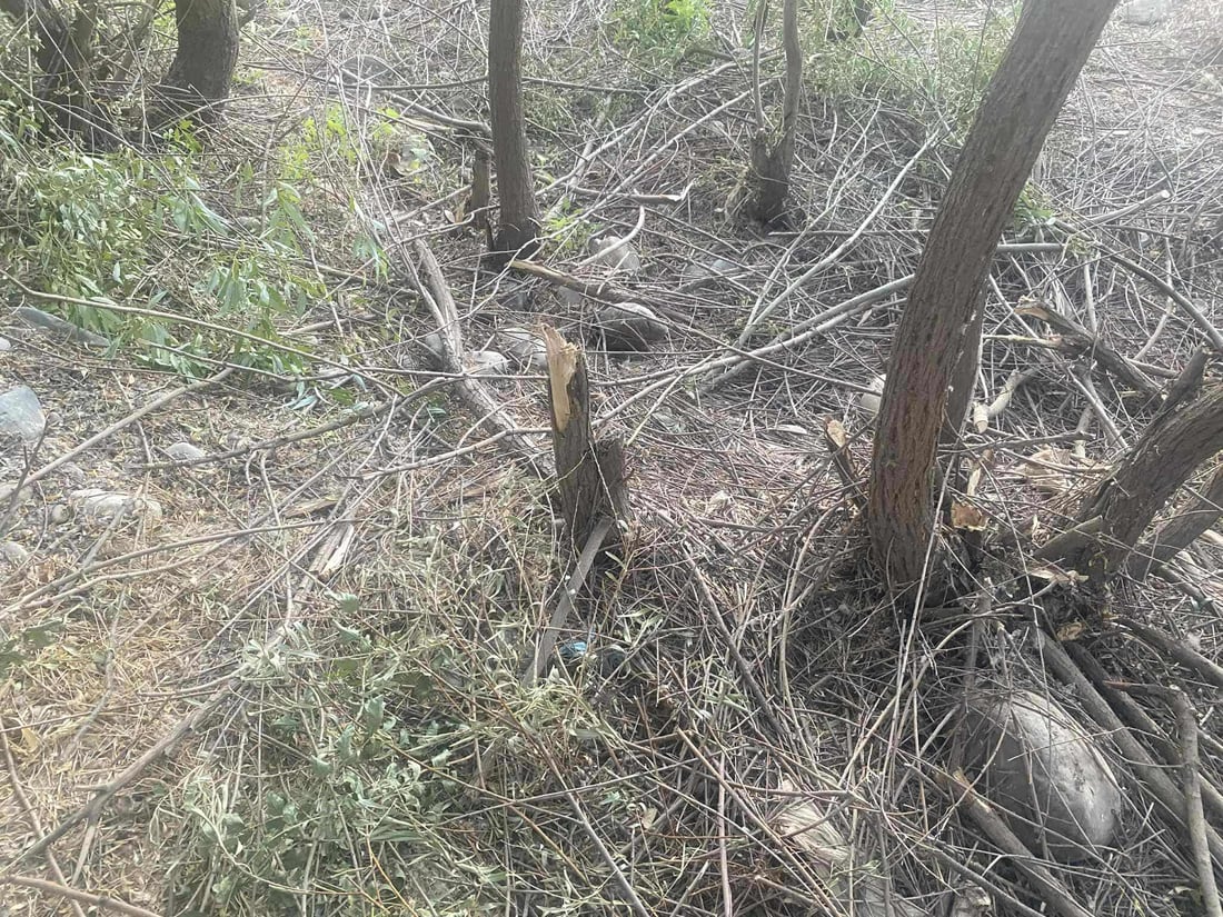پێنج کەس ژمارەیەک شۆڕەبی لاو و بەتەمەنیان بڕییەوە؛ دەستگیر کران
