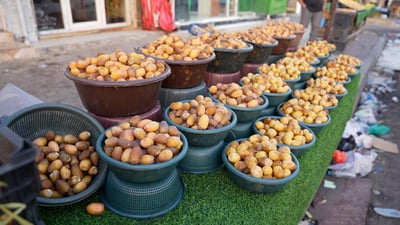 Basra agriculture chief warns of shrinking dates as salinity reaches deeper inland