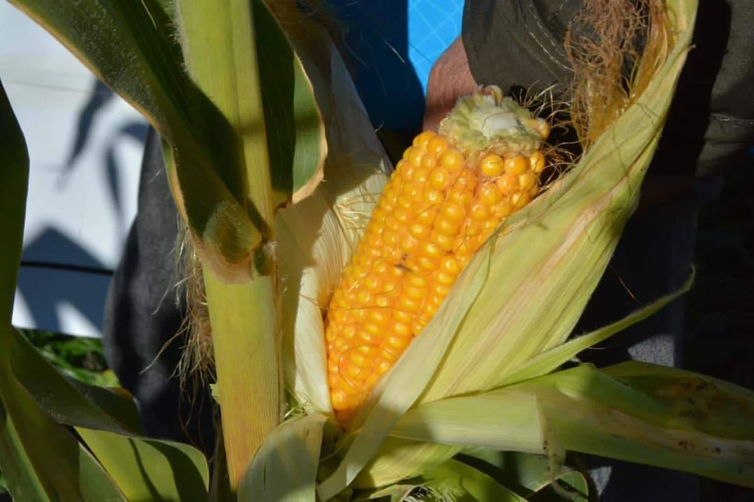 ازرعوا حقولكم بالذرة الصفراء فهي مربحة وتفيد التربة.. نصائح إلى مزارعي تلعفر