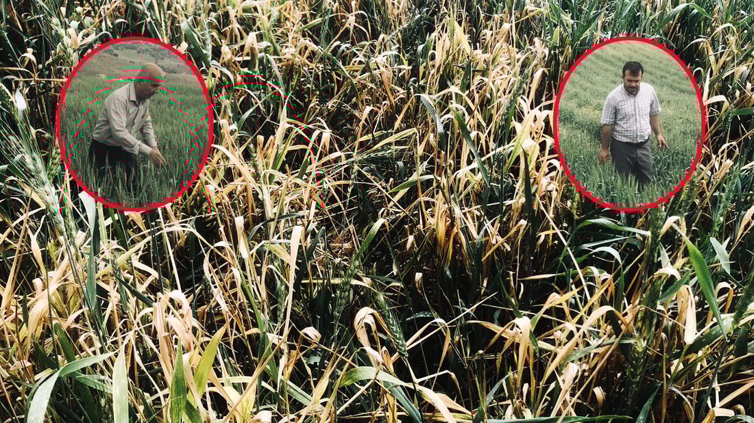 ساغكردنه‌وه‌؛ سن و كیسه‌ڵه‌ له‌ناو گه‌نم و جۆى ناحیه‌ى پێباز بڵاونه‌بووه‌ته‌وه‌