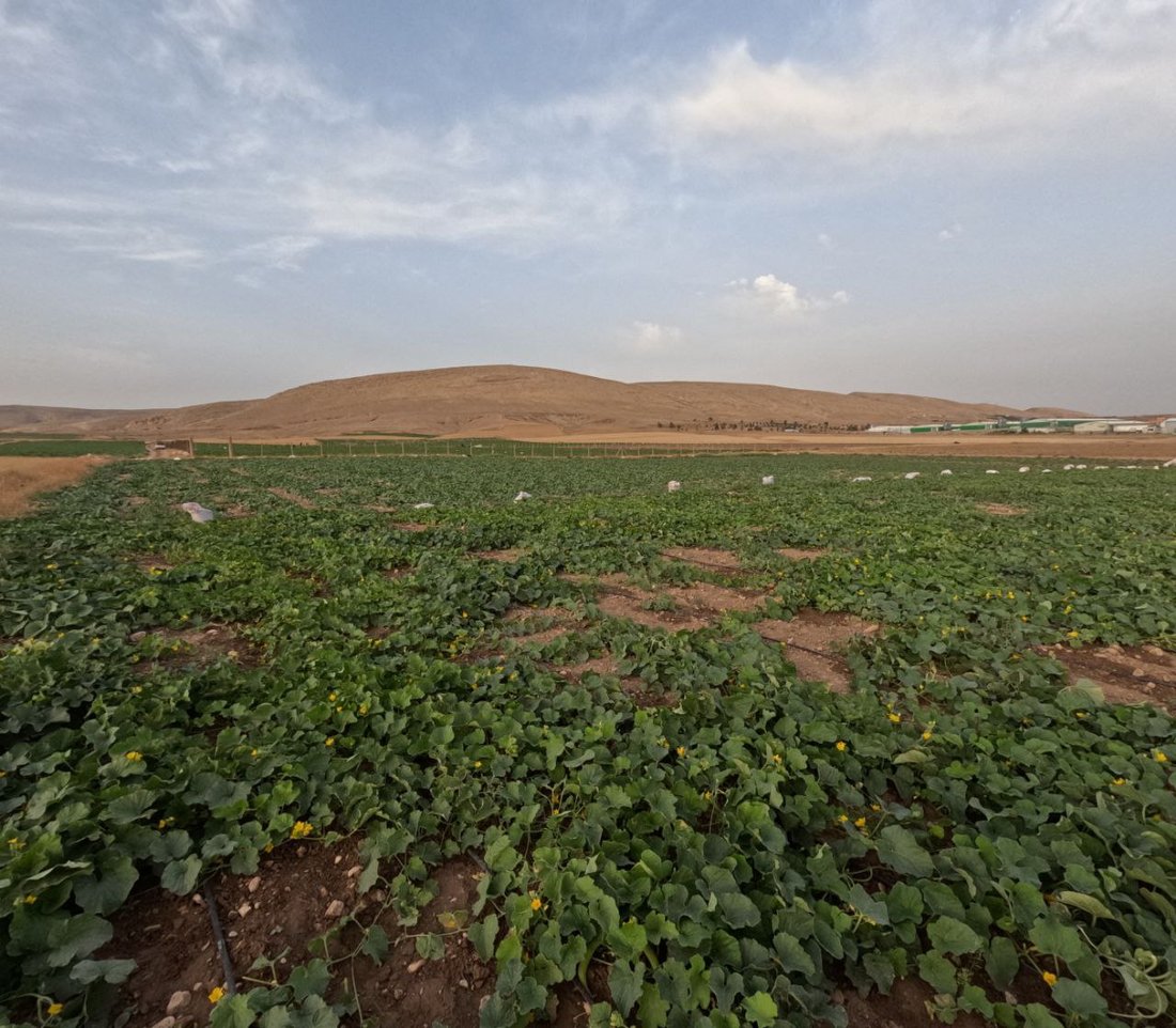 صور من سهول ومحصول “تعروزي” بعشيقة.. أطنان من قرية “عمر قابچي” إلى الأسواق