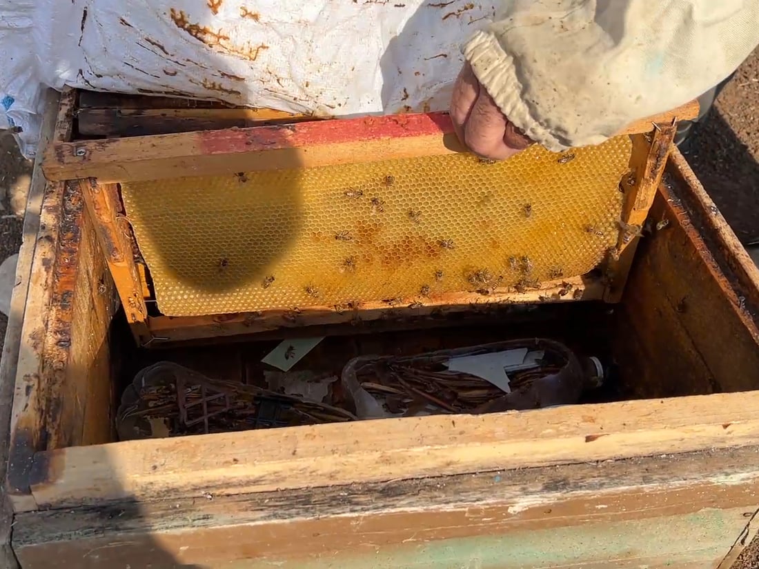 ئەمساڵ بەرهەمی هەنگوین لەپشدەر لە نیوە کەمتر بووەتەوە