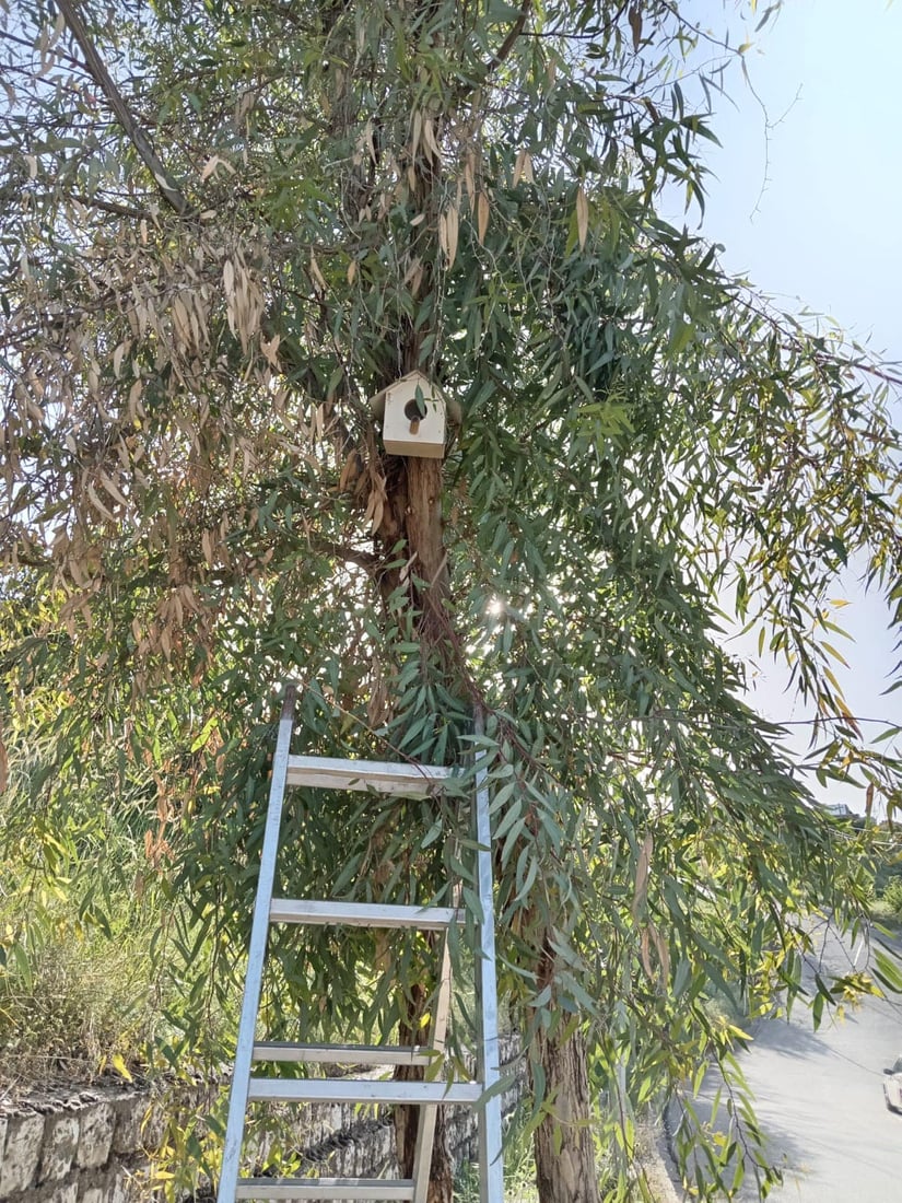 له‌ شه‌قڵاوه‌ هێلانه‌ى ده‌ستكرد بۆ باڵنده‌كان كێوییه‌كان دروست ده‌كرێت