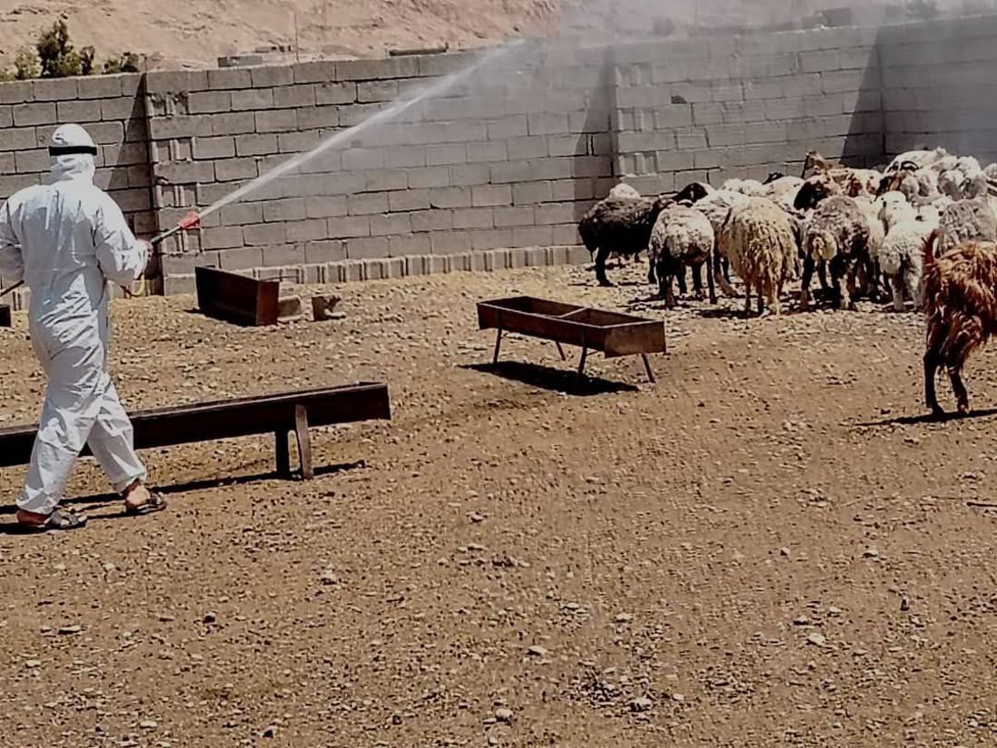 سەرجەم ئاژەڵەکانی خورماتوو پشکنین و تەعقیم دەکرێن