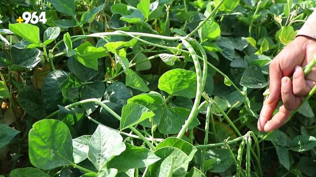 ته‌قته‌ق رۆژانه‌ 70 تۆن به‌رهه‌مى لۆبیاى هه‌بووه‌