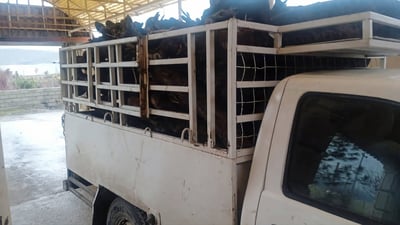 لە خەلیفان پیکابێک داری تەڕ دەستی بەسەردا گیرا