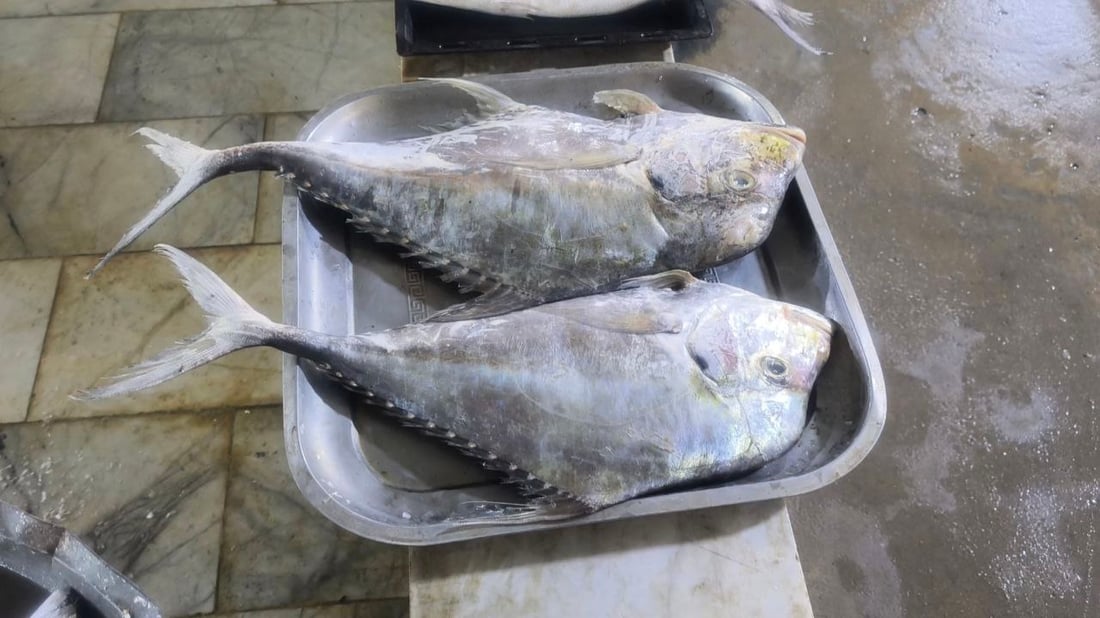 “الگبگب” ينعش مطاعم البصرة.. 5 أطنان وصلت بسعر 2000 دينار للكيلو (صور)