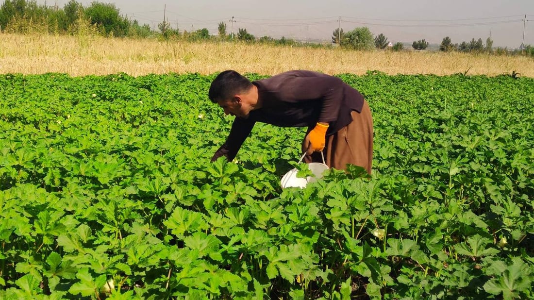 جوتیارێك لە كاتی چنینەوەی بەروبومی هاوینەدا، ئەم وێنانە جەمال سەرگەتی بۆ تۆری964ی ناردووە.