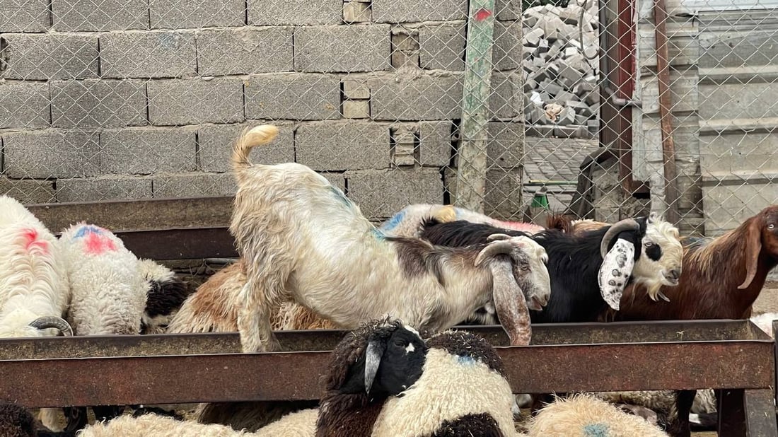 هذا ما يحدث قرب صورة الصدرين في “قطاع 18”.. وهناك من “يحميهم”! (صور)