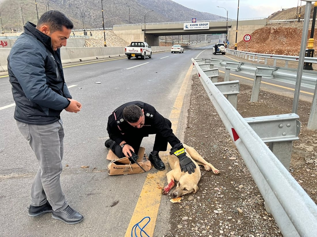 بەرگریی شارستانیی سۆران هەر مرۆڤەکان رزگار ناکات؛ بەهانای ئاژەڵەکانیشەوە دەچن